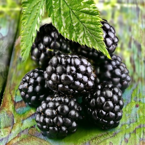 malina-czarna-black-jewel-sadzonka.jpg