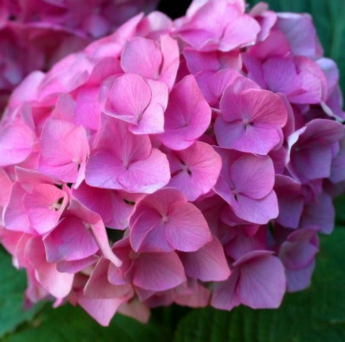 hortensja-pilkowana-Preziosa--zielona-para.jpg