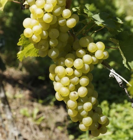 winorosl-vitis-vinifera-johanniter-zielonapara-sadzonka-duza-zdrowa-zoltozielone-owoce-odmiana-winna
