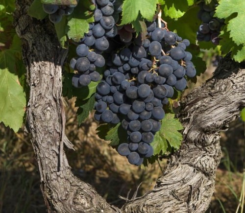leon-millot-winorosl-vitis-sadzonka-zielonapara.jpg