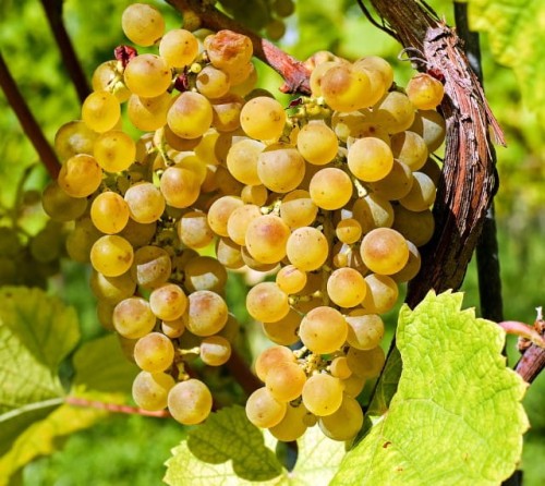 hibernal-winorosl-sadzonka-vitis-winogron-dojrzałe.jpg