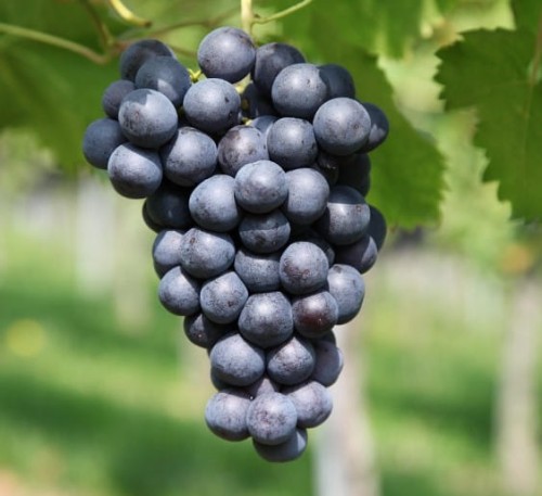 winorosl-agat-donski-vitis-sadzonka.jpg