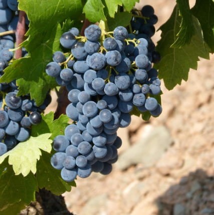 winorosl-agat-donski-vitis-sadzonka.jpg