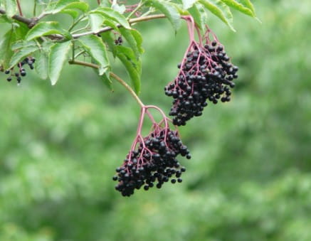 bez-czarny-sampo-sambucus-sadzonka.jpg