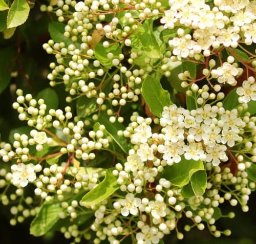 bez-czarny-sampo-sambucus-sadzonka-kwiat — kopia.jpg