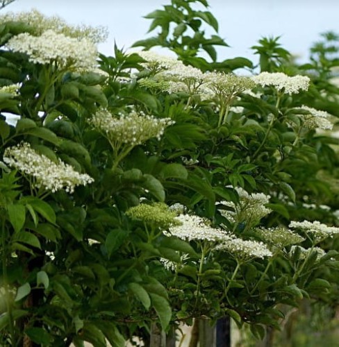 bez-czarny-sampo-sambucus-sadzonka-kwiaty.jpg