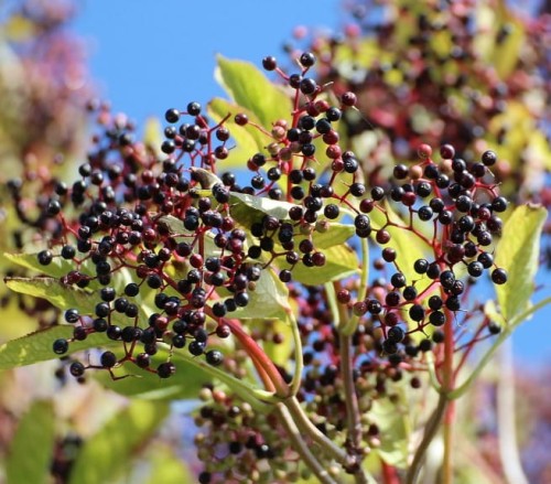 bez-czarny-sampo-sambucus-sadzonka-owoce.jpg