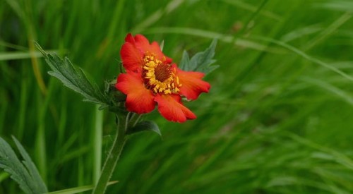 kuklik-feuerball-geum-coccineum-czerwone-kwiaty-pelne-obfite-kwitnienie-bylina-sadzonka-sadzonki-zielona-para-zielonapara