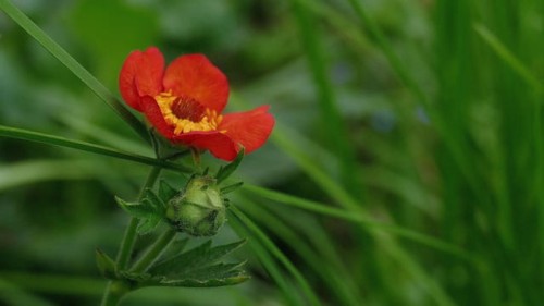 kuklik-feuerball-geum-coccineum-czerwone-kwiaty-pelne-obfite-kwitnienie-bylina-sadzonka-sadzonki-zielona-para-zielonapara