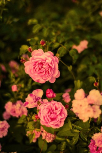 roza-pnaca-rosa-lavani-zielonapara-sadzonka-duza-zdrowa-czerwone-kwiaty