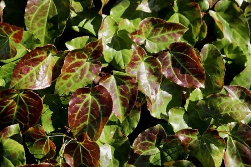 Epimedium Frohnleiten