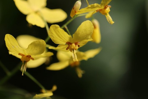 epimedium-frohnleiten-epimedium-x-perralchicum-zolte-kwiaty-zimozielone-liscie-cieniolubna-bylina-sadzonka-sadzonki-zielona-para-zielonapara