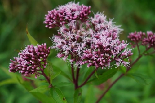sadziec-konopiasty-eutrochium-cannabinum-rozowofioletowe-kwiaty-wysoka-bylina-miododajna-wilgotne-stanowiska-sadzonka-sadzonki-zielona-para-zielonapara