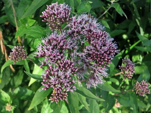sadziec-konopiasty-eutrochium-cannabinum-rozowofioletowe-kwiaty-wysoka-bylina-miododajna-wilgotne-stanowiska-sadzonka-sadzonki-zielona-para-zielonapara