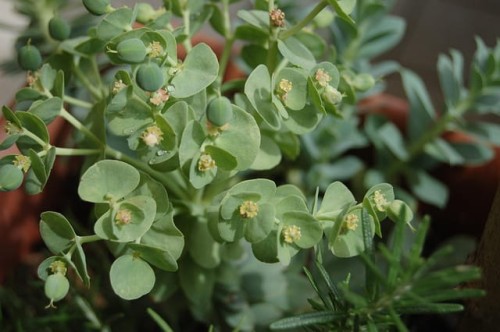wilczomlecz-migdalolistny-purpurea-euphorbia-amygdaloides-purpurowe-liscie-zielonkawo-zolte-kwiaty-cieniolubna-bylina-sadzonka-sadzonki-zielona-para-zielonapara