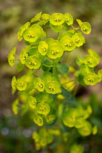wilczomlecz-migdalolistny-purpurea-euphorbia-amygdaloides-purpurowe-liscie-zielonkawo-zolte-kwiaty-cieniolubna-bylina-sadzonka-sadzonki-zielona-para-zielonapara