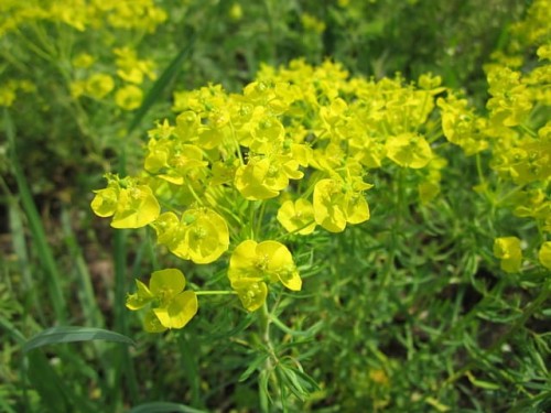 wilczomlecz-sosnka-euphorbia-cyparissias-zoltozielone-kwiaty-waskie-iglaste-liscie-sucholubna-bylina-sadzonka-sadzonki-zielona-para-zielonapara