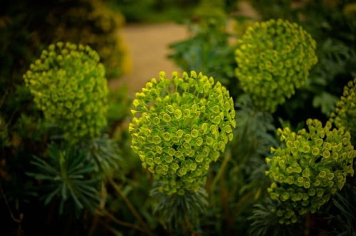 wilczomlecz-sosnka-euphorbia-cyparissias-zoltozielone-kwiaty-waskie-iglaste-liscie-sucholubna-bylina-sadzonka-sadzonki-zielona-para-zielonapara
