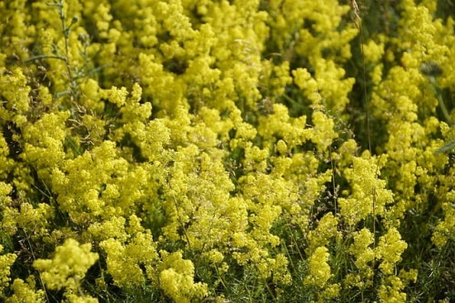 przytulia-wlasciwa-galium-verum-zolte-kwiaty-aromatyczna-pokrywowa-bylina-miododajna-sadzonka-sadzonki-zielona-para-zielonapara