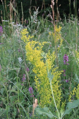 przytulia-wlasciwa-galium-verum-zolte-kwiaty-aromatyczna-pokrywowa-bylina-miododajna-sadzonka-sadzonki-zielona-para-zielonapara