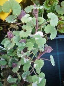 bluszczyk-kurdybanek-variegata-glechoma-hederacea-pstre-liscie-fioletowe-kwiaty-pokrywowa-aromatyczna-bylina-sadzonka-sadzonki-zielona-para-zielonapara