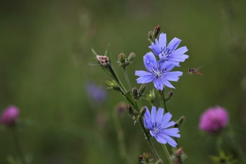 cykoria-podroznik-cichorium-intybus-blekitne-kwiaty-lecznicza-miododajna-bylina-sucholubna-sadzonka-sadzonki-zielona-para-zielonapara