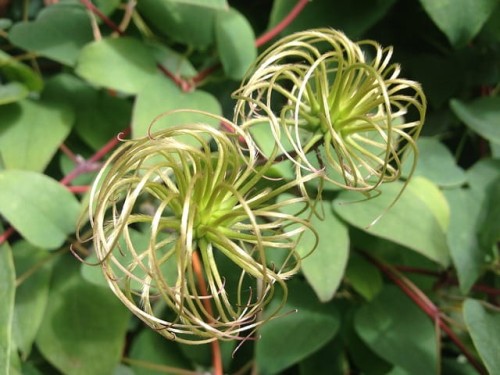 powojnik-calolistny-clematis-integrifolia-zielonapara-sadzonka-duza-zdrowa-niebieskie-kwiaty.jpg