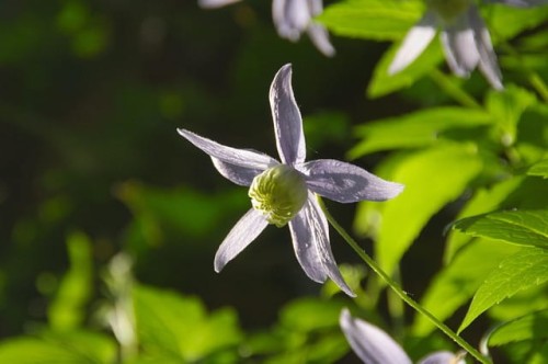 powojnik-calolistny-clematis-integrifolia-zielonapara-sadzonka-duza-zdrowa-niebieskie-kwiaty-2.jpg