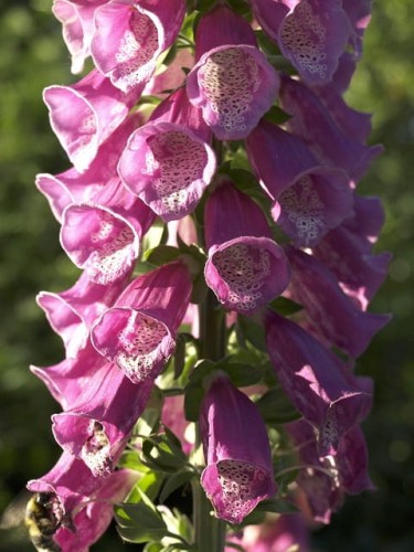 naparstnica-purpurowa-digitalis-purpurea-zielonapara-sadzonka-duza-zdrowa-fioletowe-kielichy.jpg