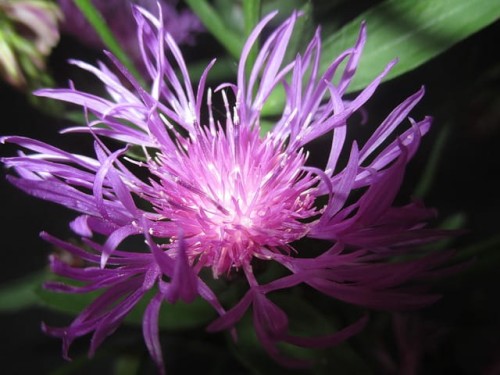 chaber-piekny-centaurea-pulcherrima-rozowofioletowe-kwiaty-ozdobna-bylina-miododajna-sadzonka-sadzonki-zielona-para-zielonapara