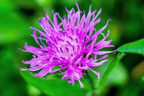 chaber-piekny-centaurea-pulcherrima-rozowofioletowe-kwiaty-ozdobna-bylina-miododajna-sadzonka-sadzonki-zielona-para-zielonapara