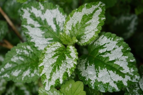 jasnota-lamium-maculatum-zielonapara-sadzonka-duza-zdrowa-rozowe-kwiaty.jpg