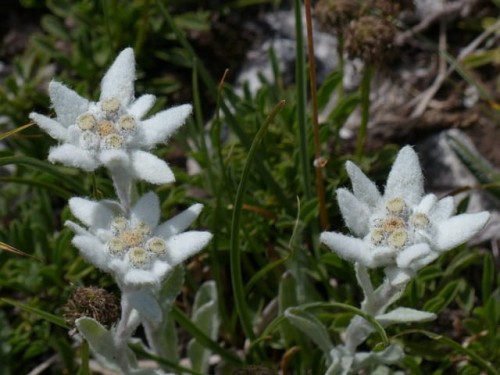 szarotka-alpejska-leontopodium-alpinum-zielonapara-sadzonka-duza-zdrowa-biale-kwiaty.jpg