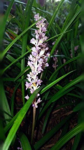 liriope-szafirkowata-big-blue-liriope-muscari-fioletowe-kwiaty-zimozielona-trawa-bylinowa-sadzonka-sadzonki-zielona-para-zielonapara
