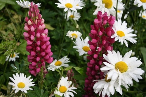 lubin-ogrodowy-mix-lupinus-wielokolorowe-kwiaty-wysoki-okazaly-bylina-miododajna-sadzonka-sadzonki-zielona-para-zielonapara
