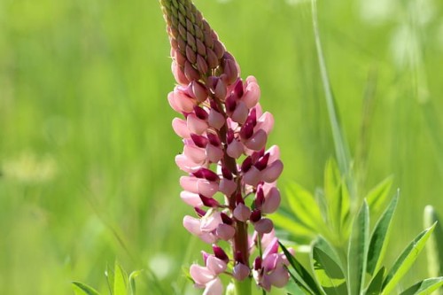 lubin-ogrodowy-mix-lupinus-wielokolorowe-kwiaty-wysoki-okazaly-bylina-miododajna-sadzonka-sadzonki-zielona-para-zielonapara