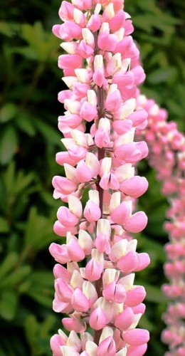 lubin-ogrodowy-mix-lupinus-wielokolorowe-kwiaty-wysoki-okazaly-bylina-miododajna-sadzonka-sadzonki-zielona-para-zielonapara