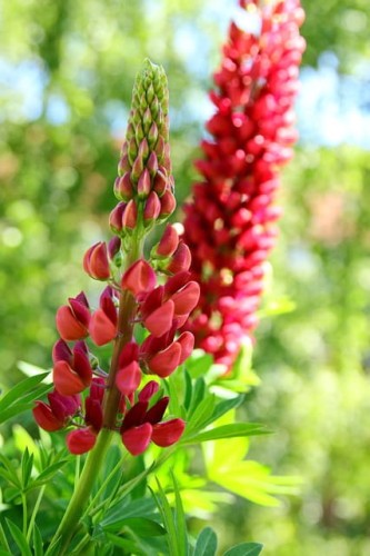 lubin-ogrodowy-mix-lupinus-wielokolorowe-kwiaty-wysoki-okazaly-bylina-miododajna-sadzonka-sadzonki-zielona-para-zielonapara