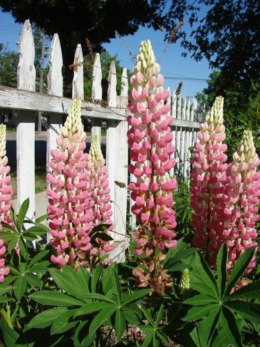 lubin-ogrodowy-mix-lupinus-wielokolorowe-kwiaty-wysoki-okazaly-bylina-miododajna-sadzonka-sadzonki-zielona-para-zielonapara