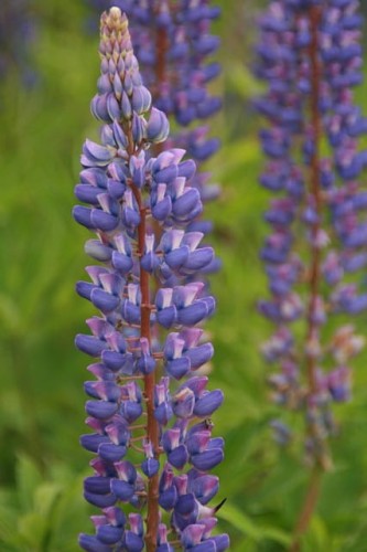 lubin-ogrodowy-mix-lupinus-wielokolorowe-kwiaty-wysoki-okazaly-bylina-miododajna-sadzonka-sadzonki-zielona-para-zielonapara