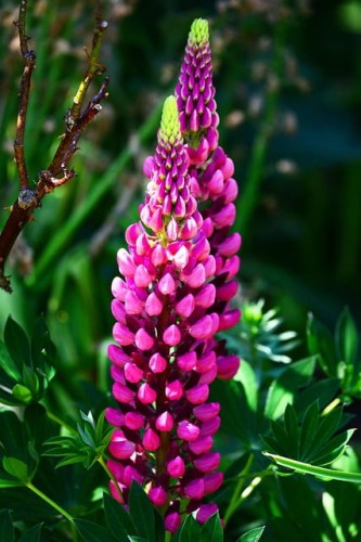 lubin-ogrodowy-mix-lupinus-wielokolorowe-kwiaty-wysoki-okazaly-bylina-miododajna-sadzonka-sadzonki-zielona-para-zielonapara
