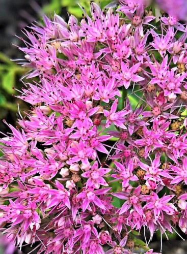 rozchodnik-ogrodowy-mix-kolorow-sedum-różne-kolory-kwiatow-sucholubna-pokrywowa-bylina-sadzonka-sadzonki-zielona-para-zielonapara