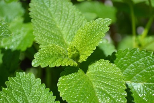mieta-pieprzowa-mentha-pipernita-lemon-fresh-sadzonka-zdrowa-zielona-para.jpg