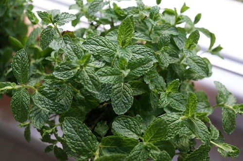 mieta-pieprzowa-mentha-pipernita-lemon-fresh-sadzonka-zdrowa-zielona-para.jpg