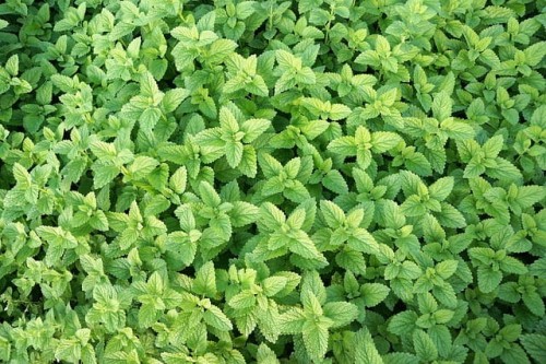 mieta-pieprzowa-orange-fresh-menthaxpiperita-zielona-para-duza-zdrowa-sadzonka.jpg