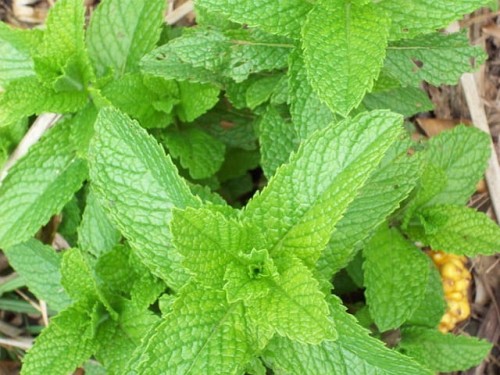 mieta-pieprzowa-orange-fresh-menthaxpiperita-zielona-para-duza-zdrowa-sadzonka.jpg
