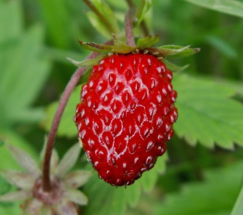 poziomka-fragaria-vesca-mix-zielonapara-sadzonka-duza-zdrowa-czerwone-slodkie-owoce