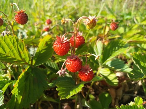 poziomka-fragaria-vesca-mix-zielonapara-sadzonka-duza-zdrowa-czerwone-slodkie-owoce