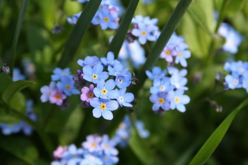 niezapominajka-lesna-victoria-light-blue-myosotis-sylvatica-blekitne-kwiaty-geste-kwitnienie-wiosna-bylina-sadzonka-sadzonki-zielona-para-zielonapara