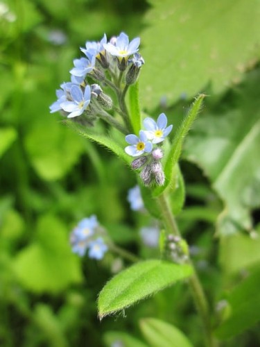niezapominajka-lesna-victoria-light-blue-myosotis-sylvatica-blekitne-kwiaty-geste-kwitnienie-wiosna-bylina-sadzonka-sadzonki-zielona-para-zielonapara